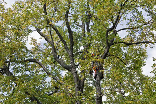 How Our Tree Care Process Works  in  Bloomingburg, OH